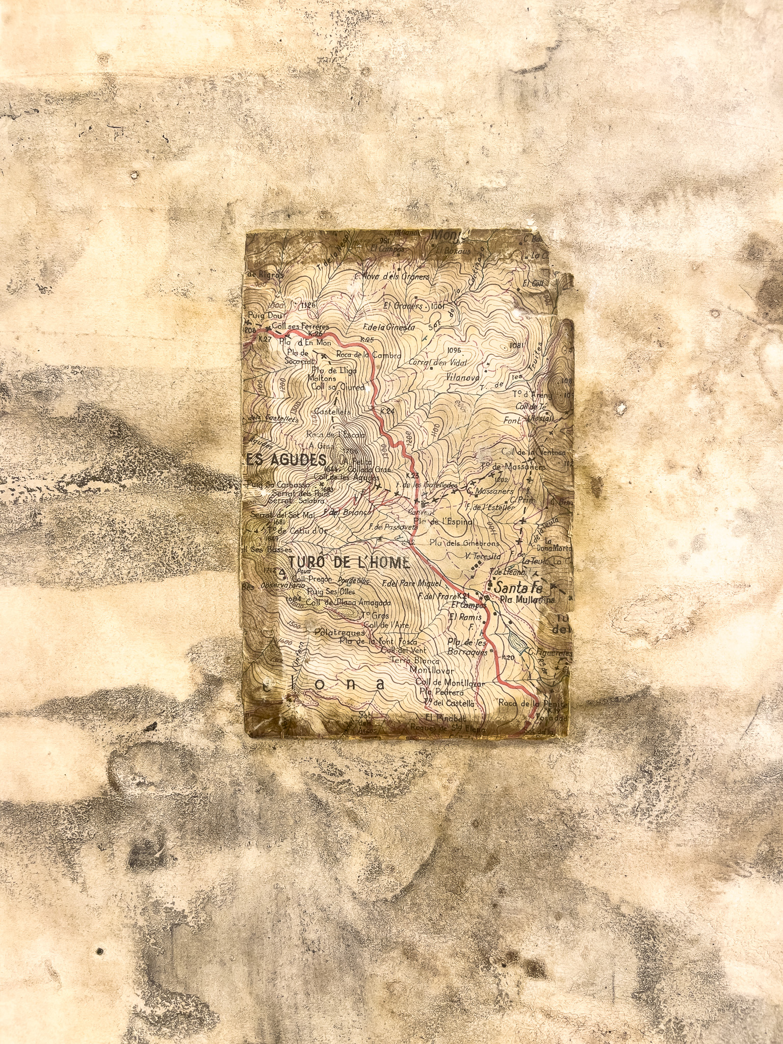 Turó de l’Home, Montseny, Catalonia. 2023 (detail)