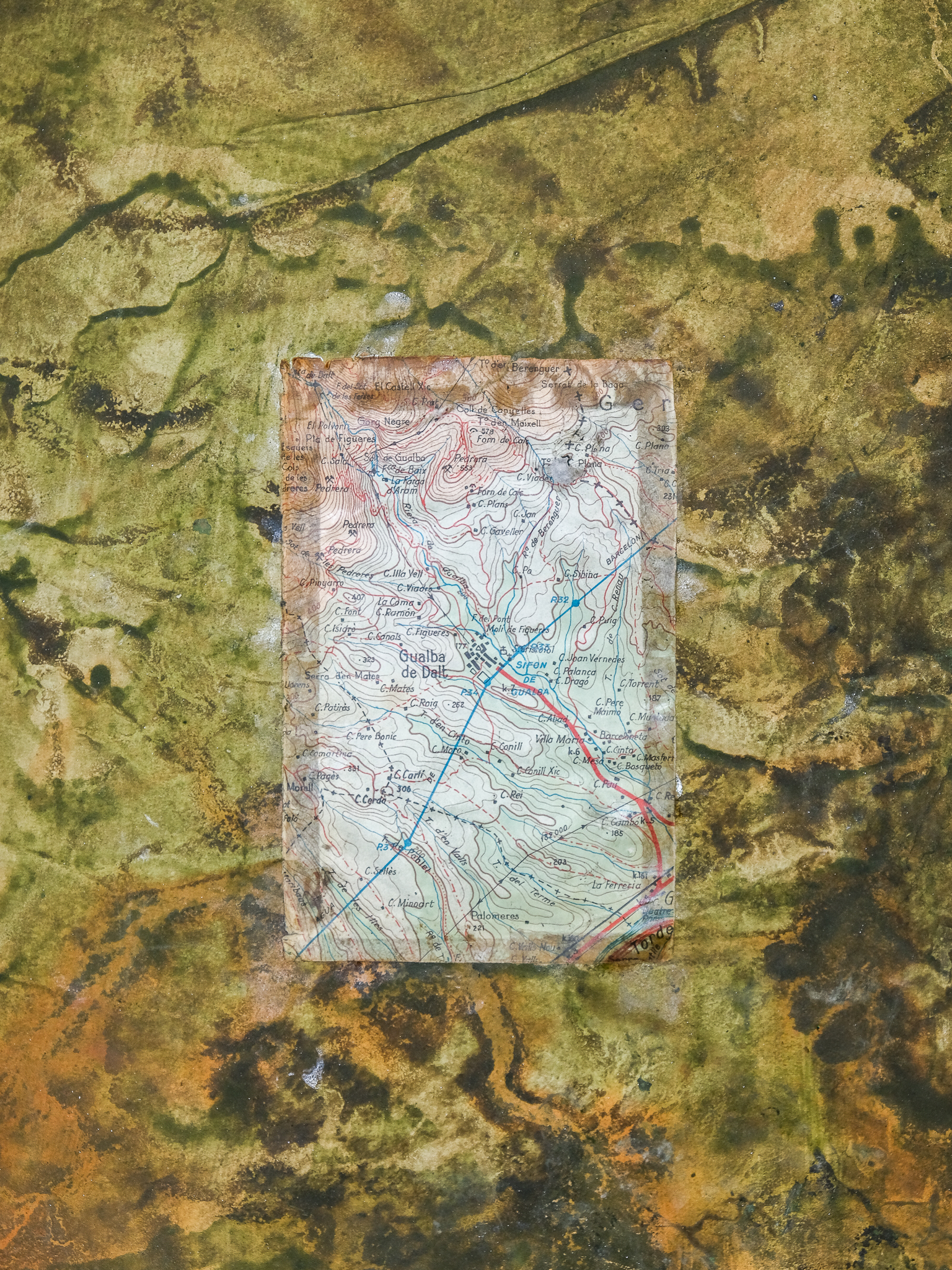 Montseny, Catalonia. 2025 (detail)